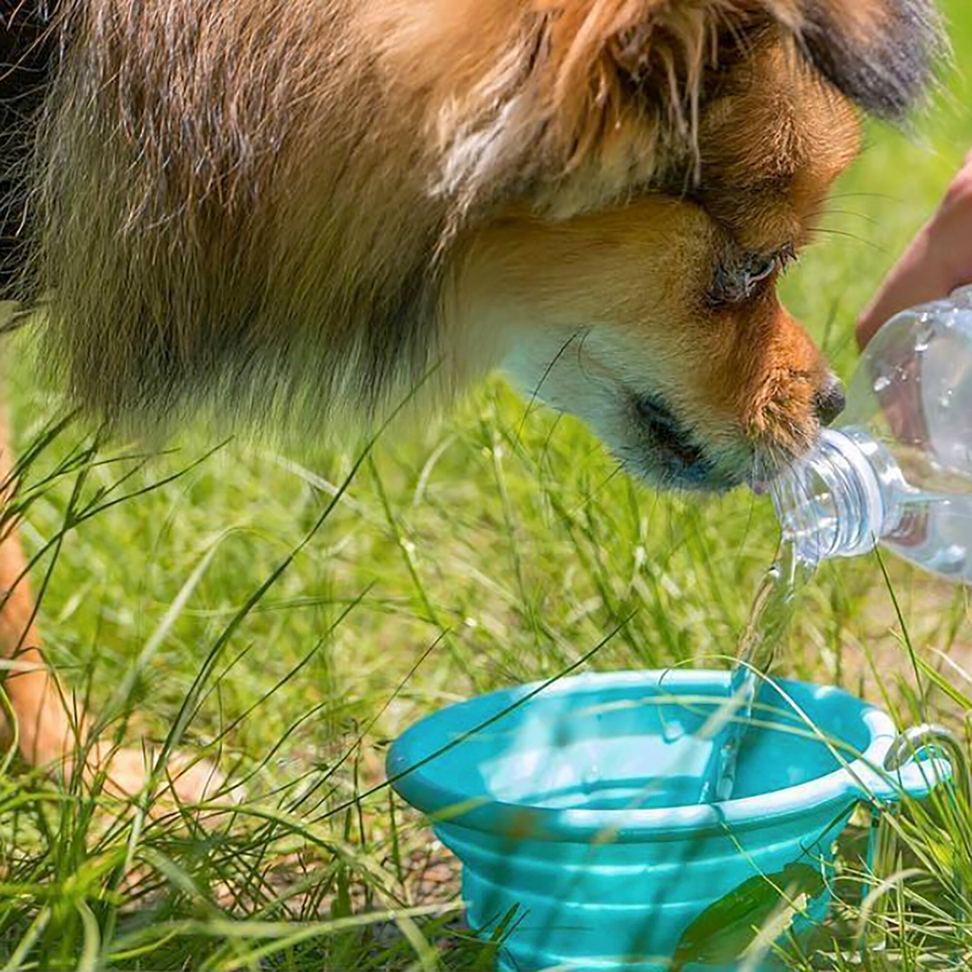 FFD PET Silicone Travel Bowl for Dogs & Cats